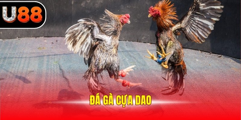 Đá Gà Cựa Dao - Trực Tiếp Giải Đấu Kịch Tính, Sôi Động 2025